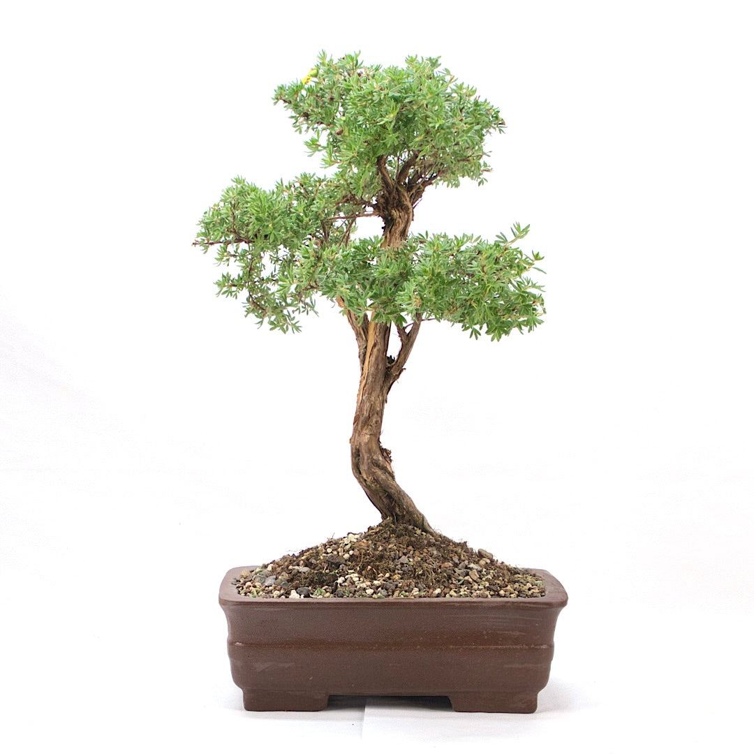 Gelber Fingerstrauch 'Potentilla fruticosa'